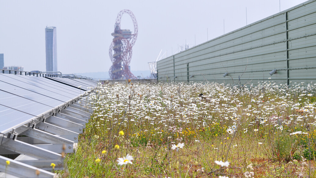 A landscape image of grass and flowers with the ArcelorMittal Orbit structure in the background